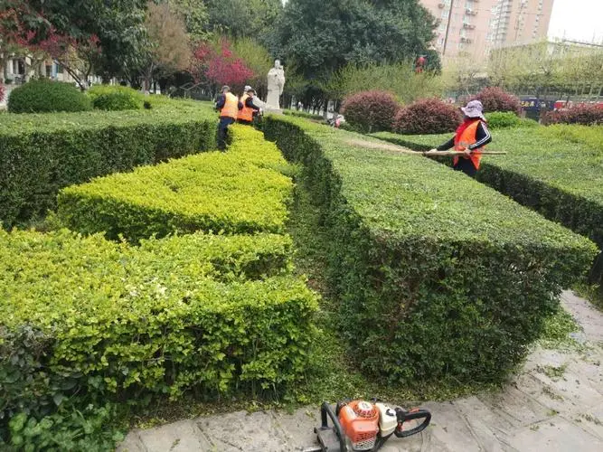 建阳绿化苗木批发市场在哪
