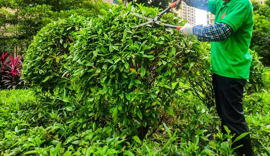 安宁城市绿化常用苗木标准
