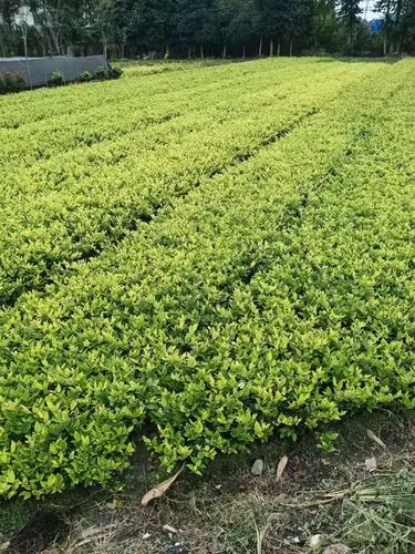 景鹏园林在高新书苑的绿化工程